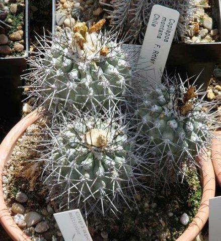 Copiapoa_montana_2